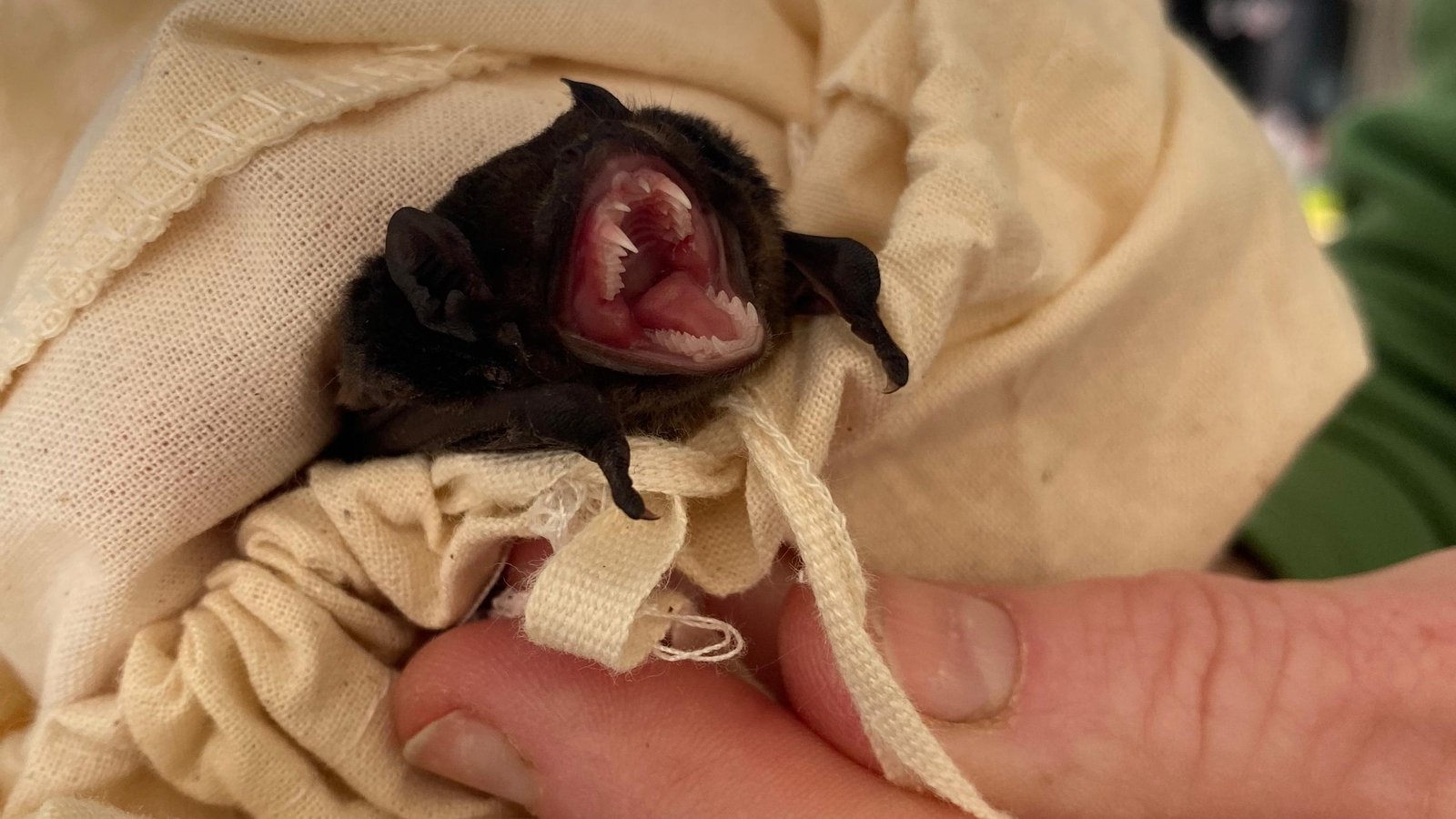Little Pied Bat, Chalinolobus picatus