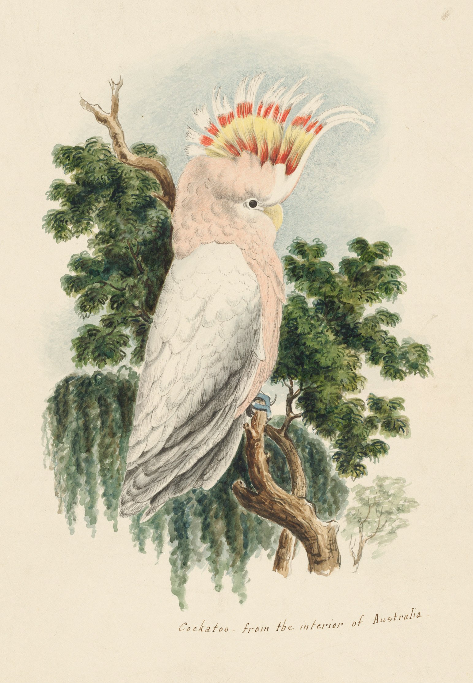 Cockatoo from the interior of Australia