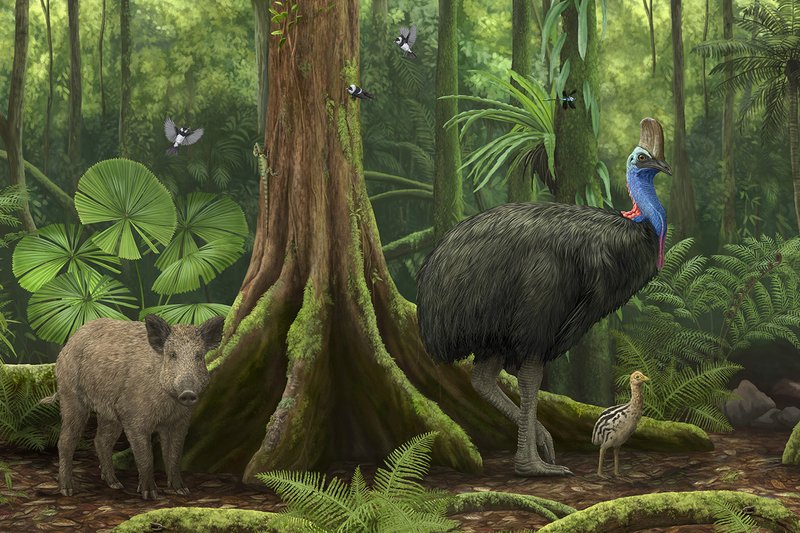 Surviving Australia, Enduring Bush rainforest banner