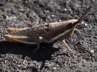 Common Pyrgomorph, Monistria discrepens