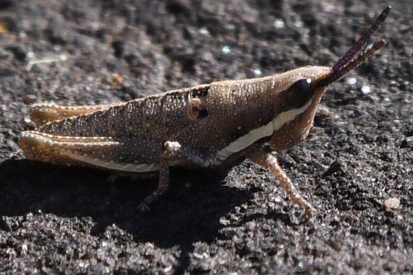 Common Pyrgomorph, Monistria discrepens