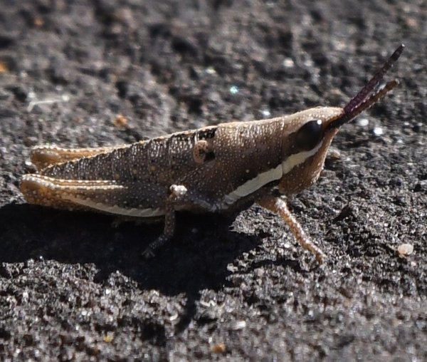 Common pyrgomorph resting on a rock surface, shown in side profile.