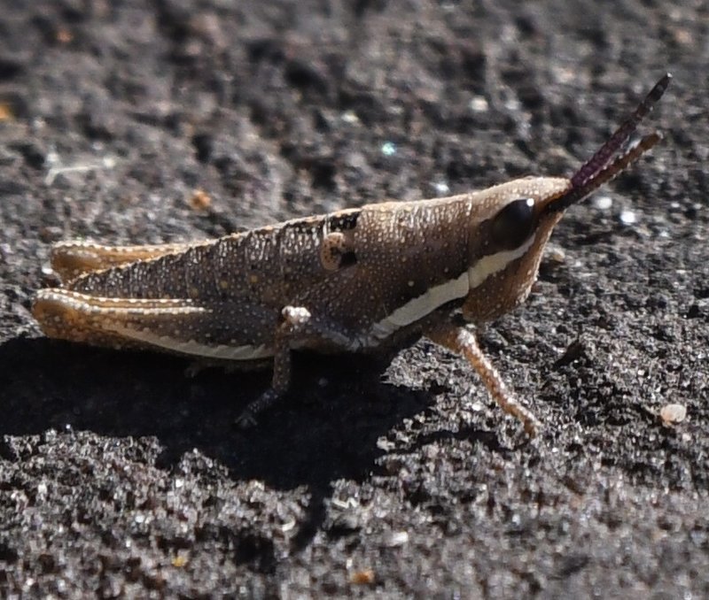 Common Pyrgomorph, Monistria discrepens