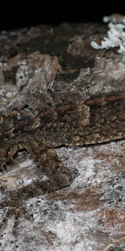Moritz's Leaf-tailed Gecko (Saltuarius moritzi) (Dane Trembath)