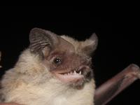 Kalinowski's Mastiff Bat, Mormopterus kalinowskii