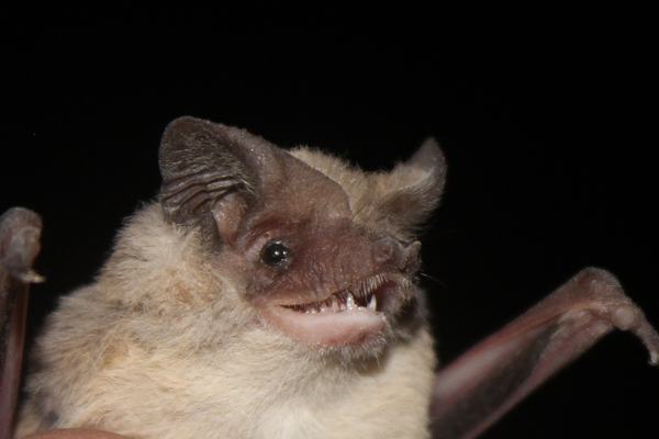 Kalinowski's Mastiff Bat, Mormopterus kalinowskii
