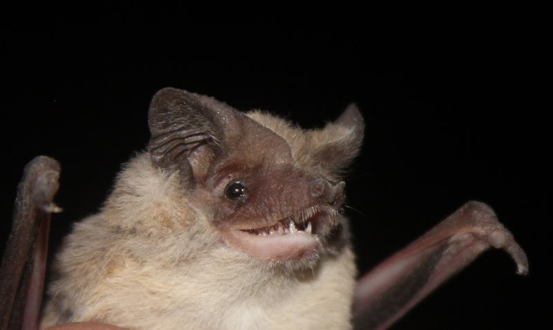 Kalinowski's Mastiff Bat, Mormopterus kalinowskii