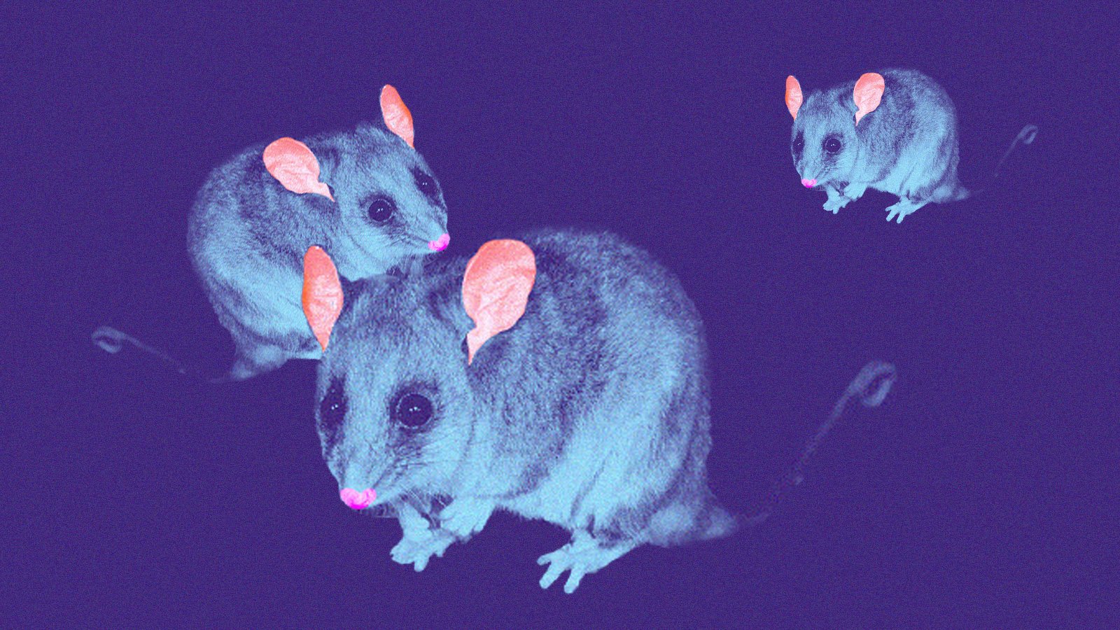 Nocturnal Worlds podcast: Mountain Pygmy Possum