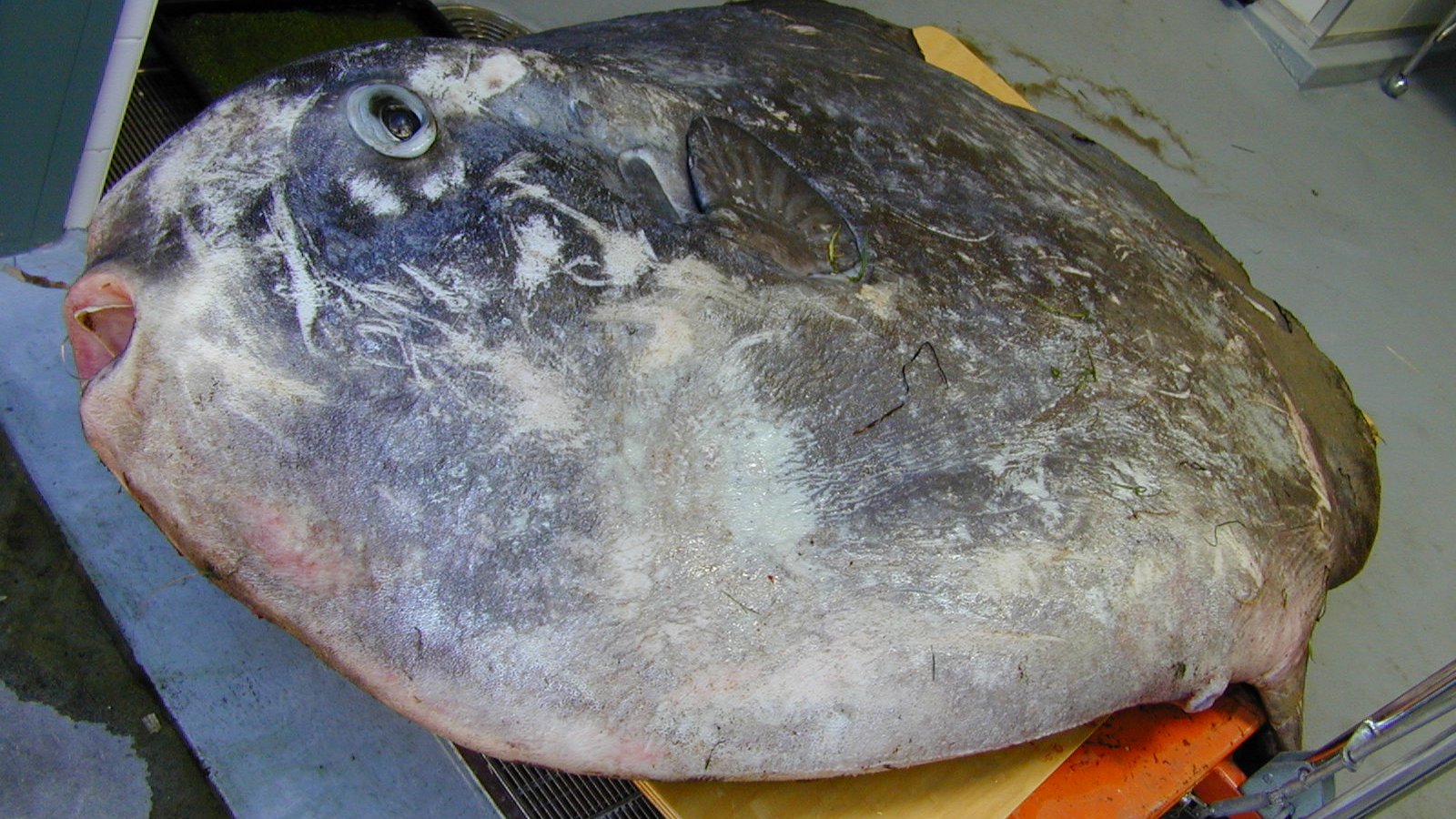 Hoodwinker Sunfish Mola tecta I.41536