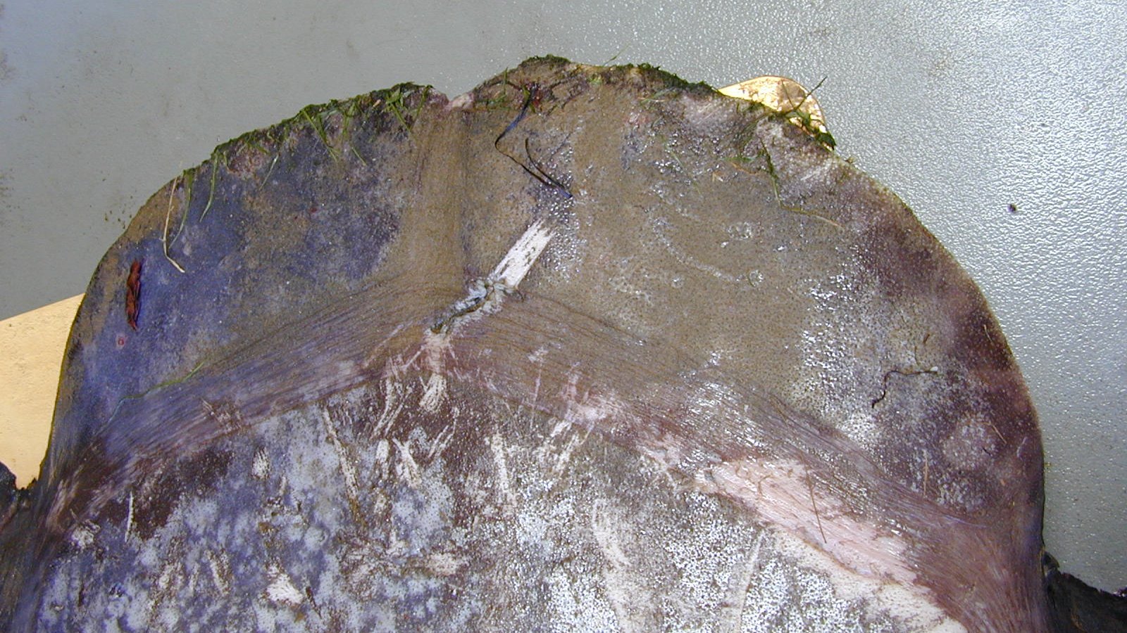 Hoodwinker Sunfish Mola tecta I.41536