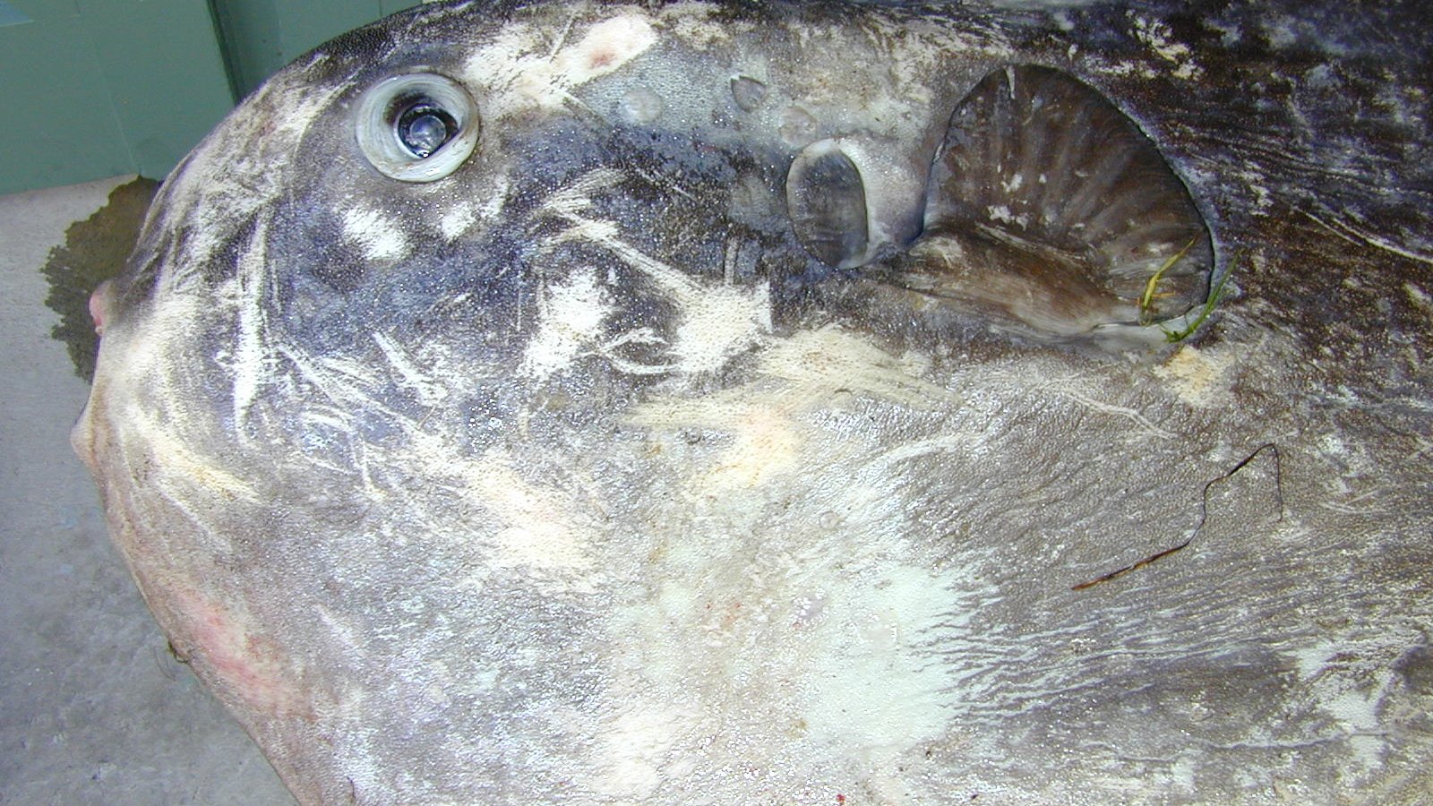 Hoodwinker Sunfish Mola tecta I.41536