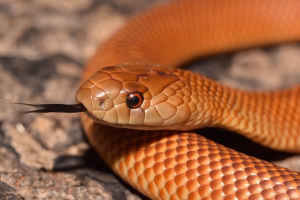 Mulga Snake, Pseudechis australis