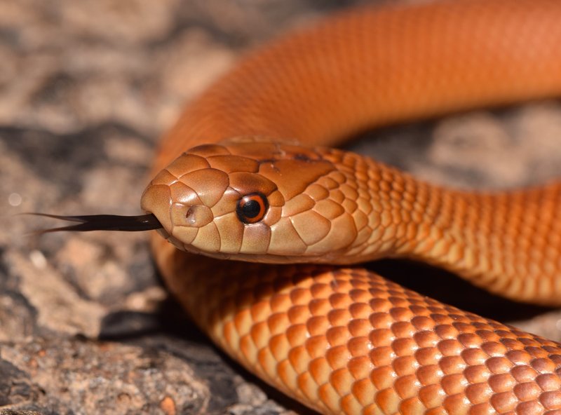 Mulga Snake, Pseudechis australis