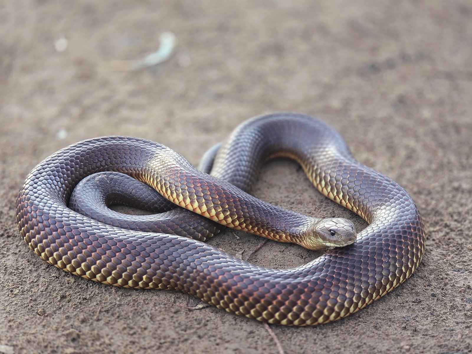 Mulga Snake, Pseudechis australis