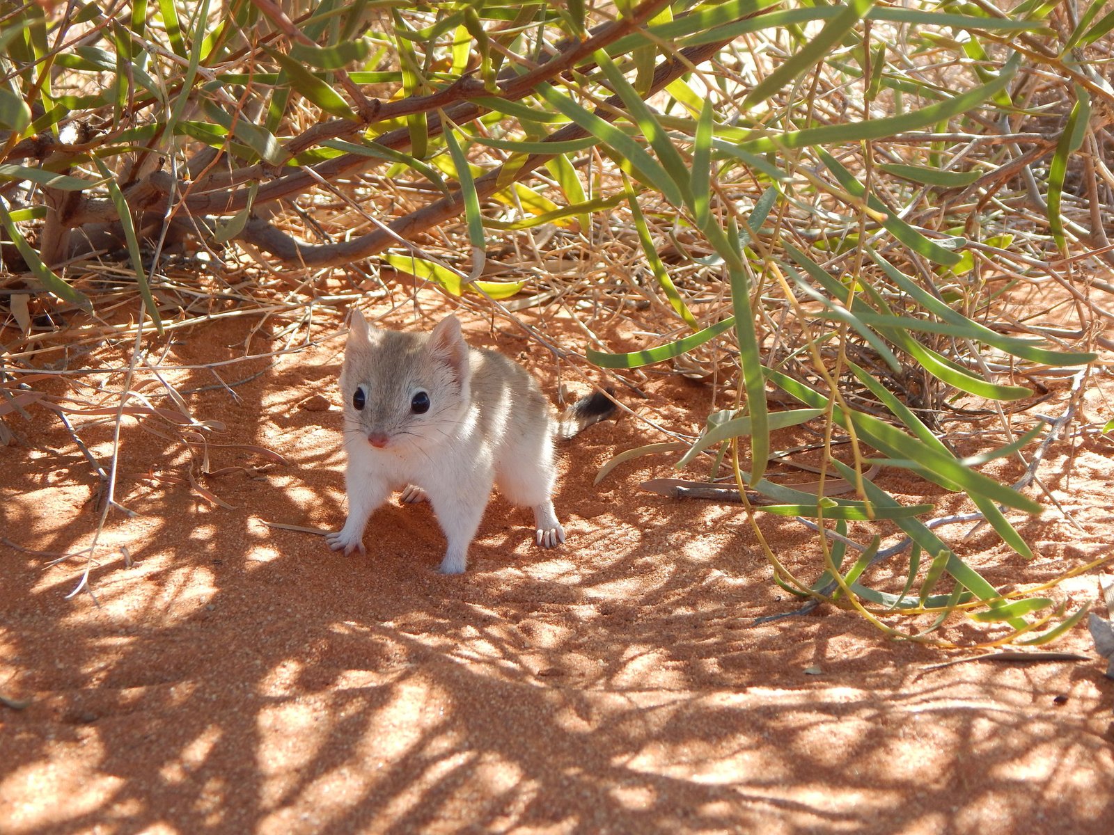 Mulgara standing below a tree on red sand, facing forward, looking alert.
