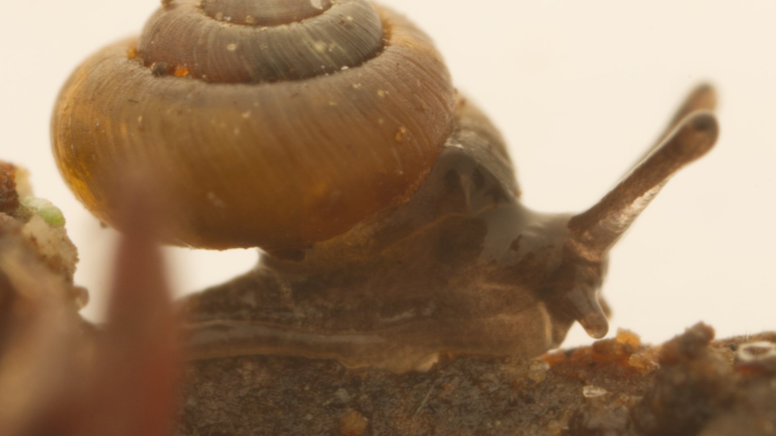 Niveolaoma Sp. Hartz, Hartz Peak