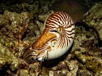 Nautilus macromphalus