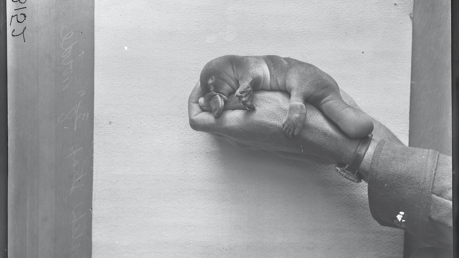 Young platypus resting across a person's hand.