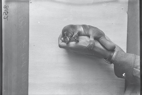 Nestling Platypus (AMS392_V08152)