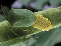 Nezara viridula