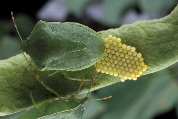 Nezara viridula