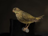 Night Parrot (Pezoporus occidentalis) - 200 Treasures