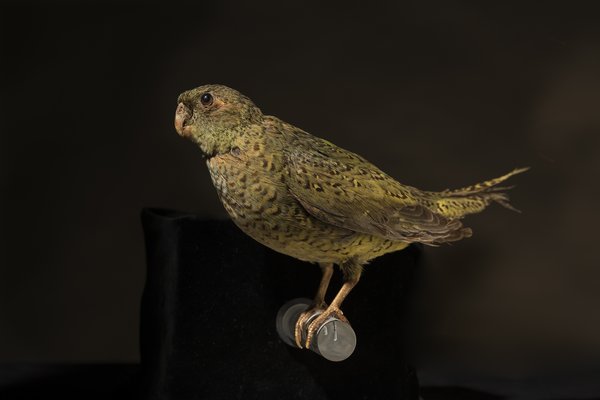Night Parrot (Pezoporus occidentalis) - 200 Treasures