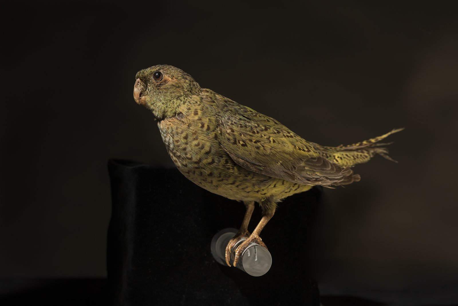 A taxidermied night parrot with green and brown speckled plumage mounted on a black stand.
