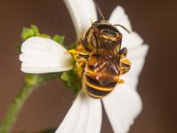 Forest-Nomia Bee (Subgenus Maculonomia)