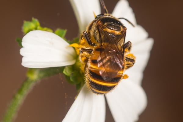 Forest-Nomia Bee (Subgenus Maculonomia)