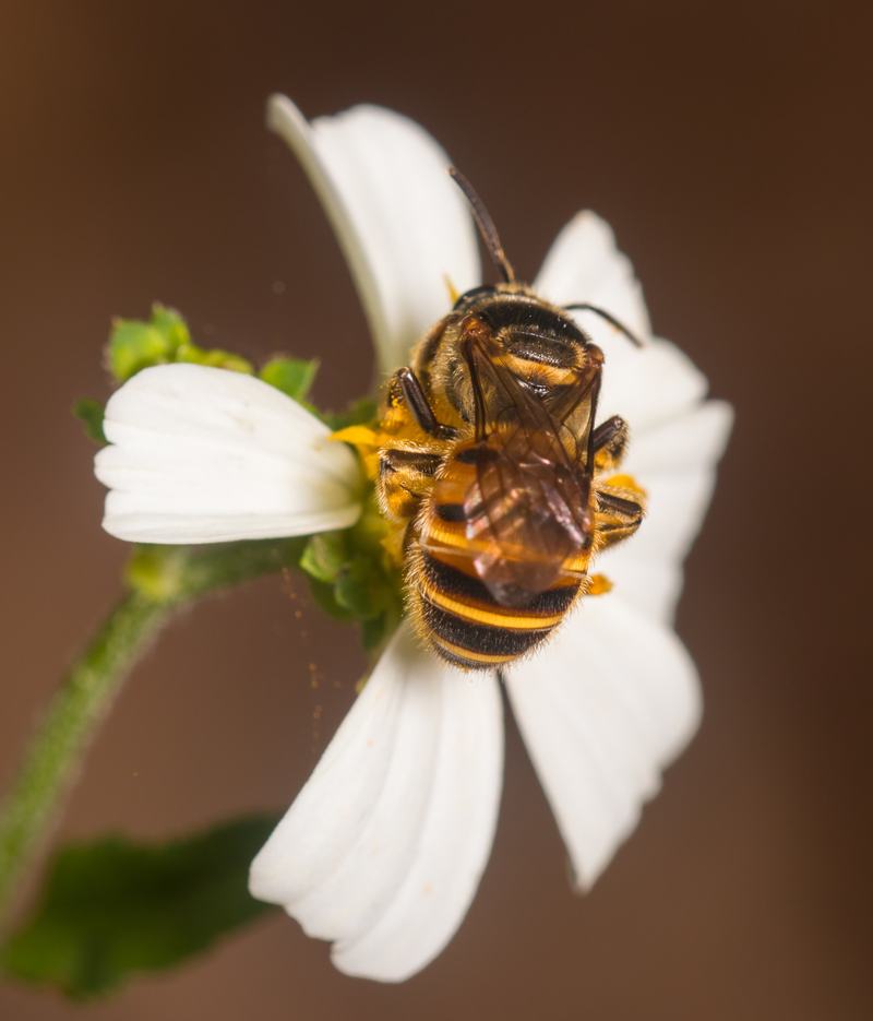 Forest-Nomia Bee (Subgenus Maculonomia)