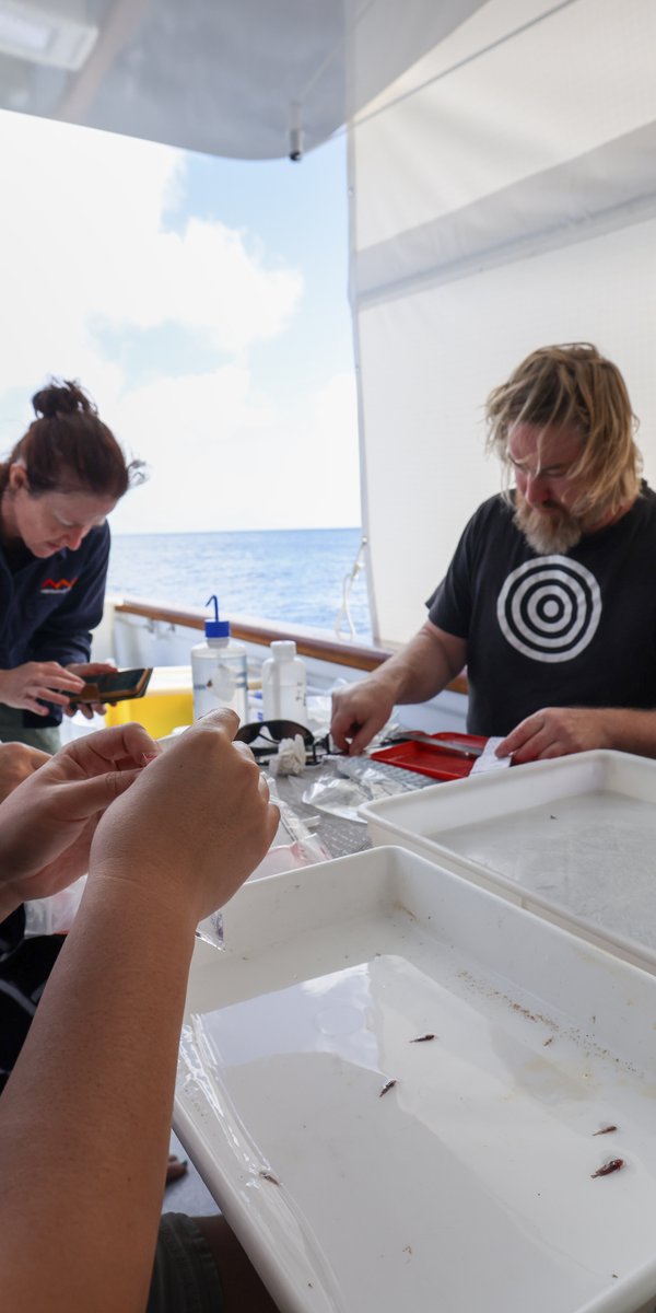 Norfolk Island Expedition 2025