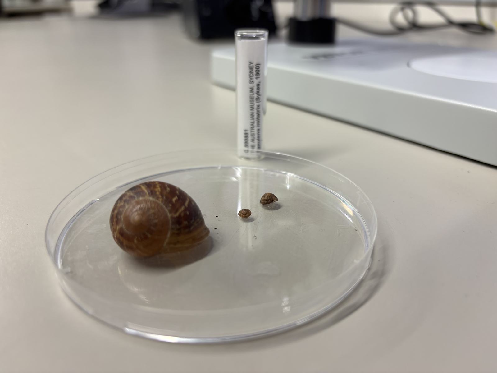 Norfolk Island Hairy snail shells (right) next to the shell of a common garden snail (left) on a petri dish.
