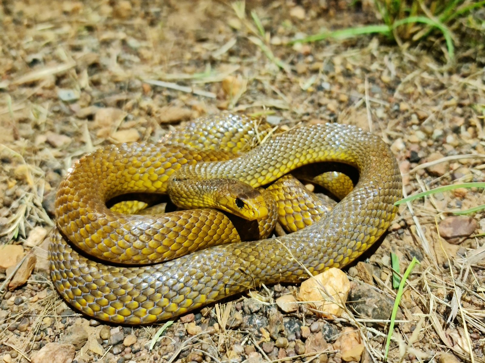 Northern Brown Snake, Pseudonaja nuchalis
