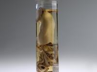 Red Arrow Squid, Nototodarus gouldi