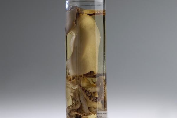 Red Arrow Squid, Nototodarus gouldi