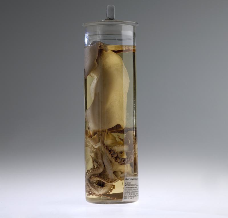 Red Arrow Squid, Nototodarus gouldi