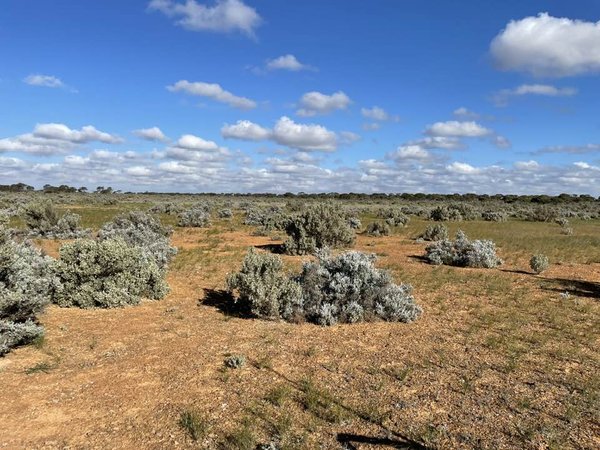 Nullarbor plain
