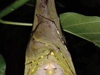 Torresian Tube-nosed Bat, Nyctimene cephalotes