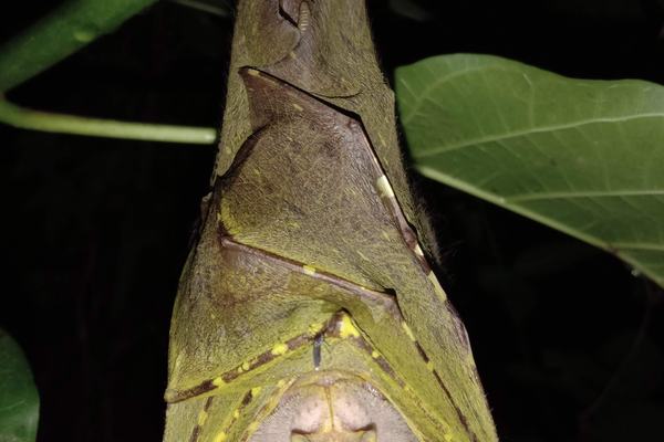 Torresian Tube-nosed Bat, Nyctimene cephalotes