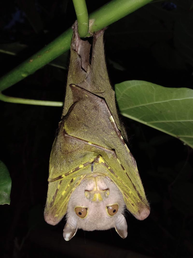 Torresian Tube-nosed Bat, Nyctimene cephalotes