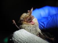 Pygmy Long-eared Bats, Nyctophilus walkeri