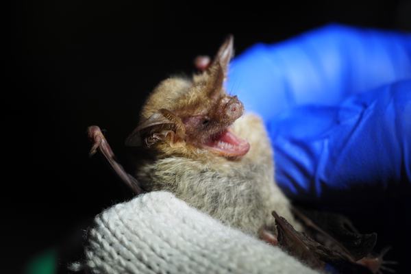 Pygmy Long-eared Bats, Nyctophilus walkeri