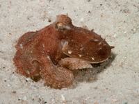 Hammer Octopus Octopus australis