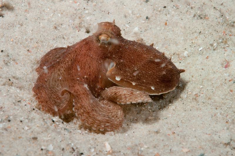 Hammer Octopus Octopus australis