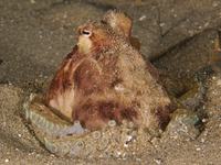 Southern Keeled Octopus, Octopus berrima