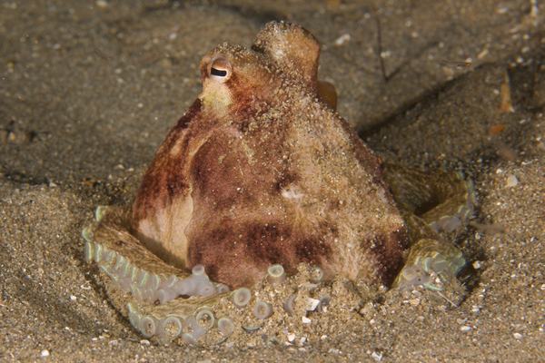 Southern Keeled Octopus, Octopus berrima