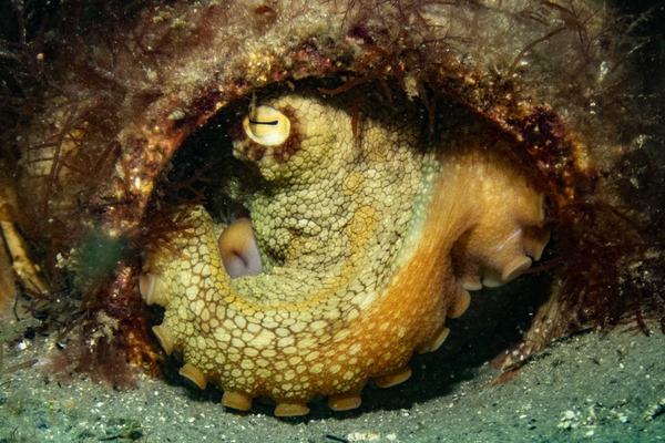 Pale Octopus