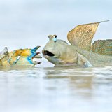 <i>2023 Australian Geographic Nature Photographer of the Year</i>
<p>
Animals in Nature: Neighbour’s Dispute by Ofer Levy.