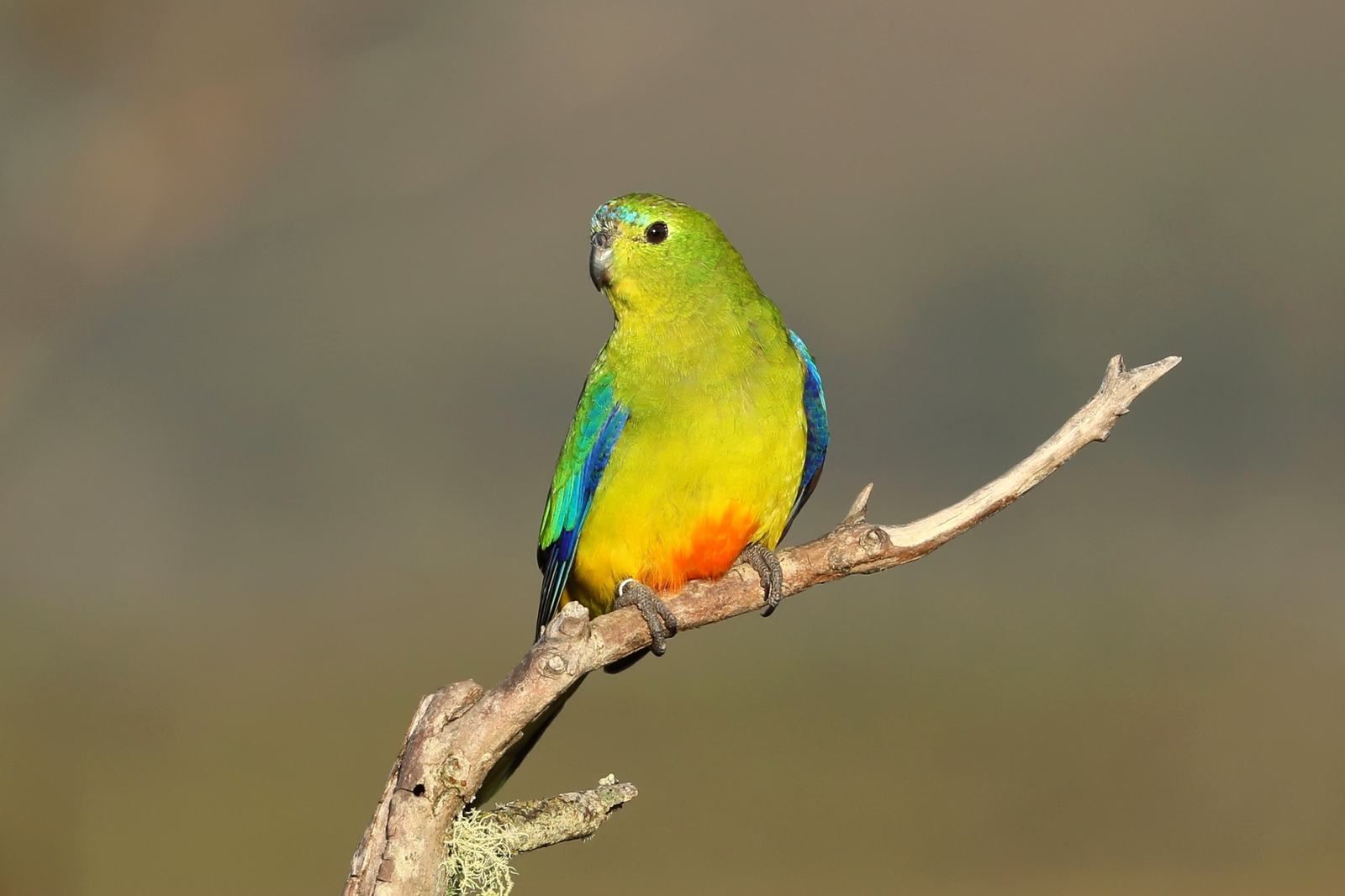 Orange-bellied Parrot perched on a tree branch. The parrot shows vibrant green wings, a yellow body, and a mix of blue and orange on its head and breast.